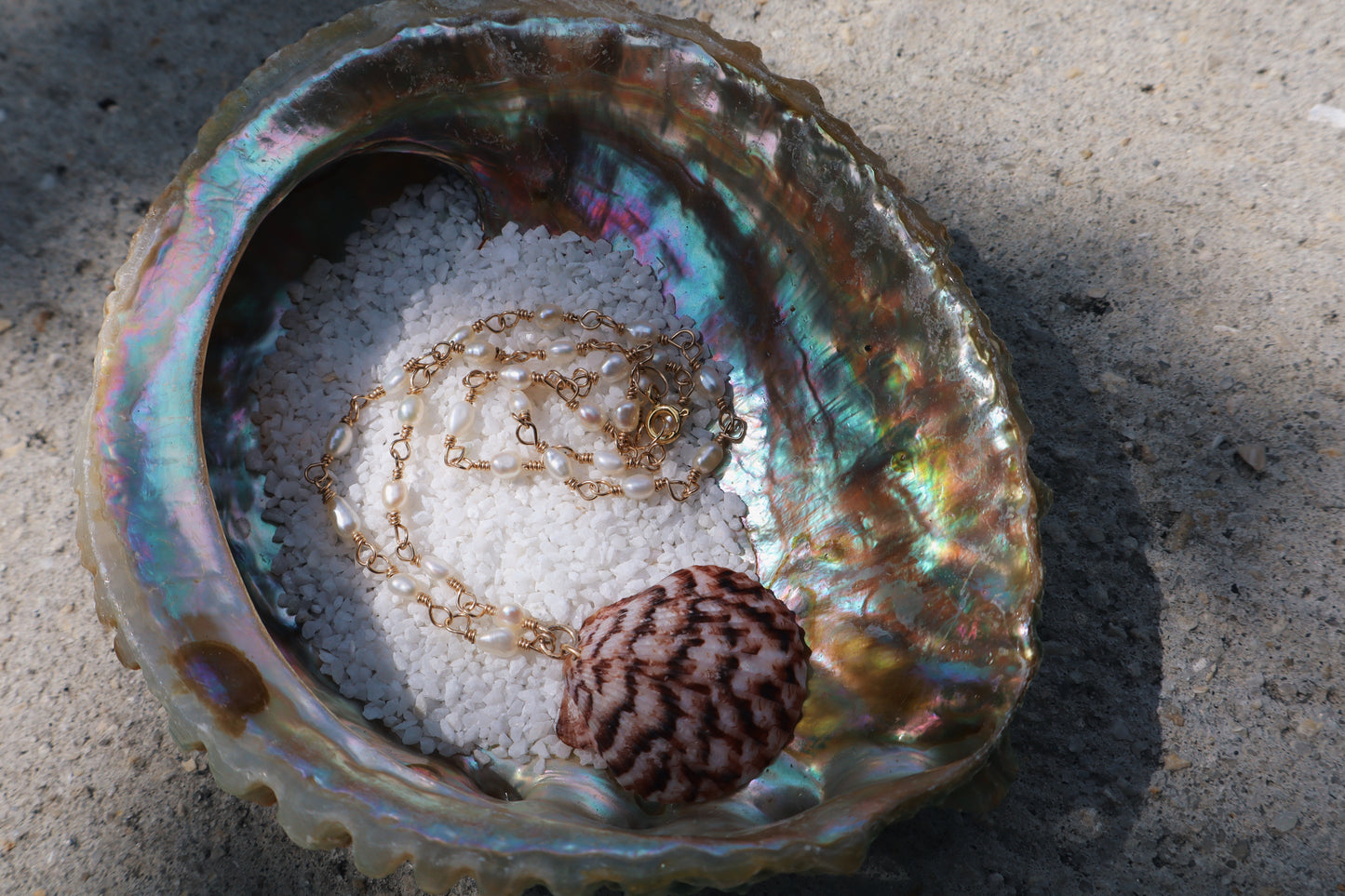 Florida scallop Calico shells in 14k Gold fill