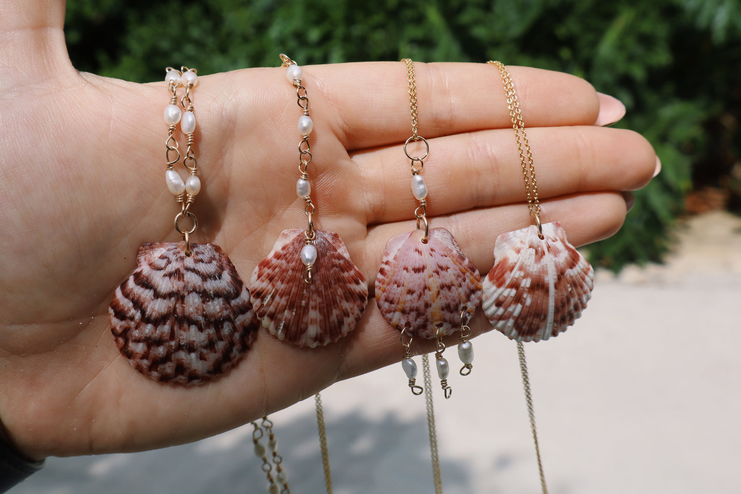 Florida scallop Calico shells in 14k Gold fill