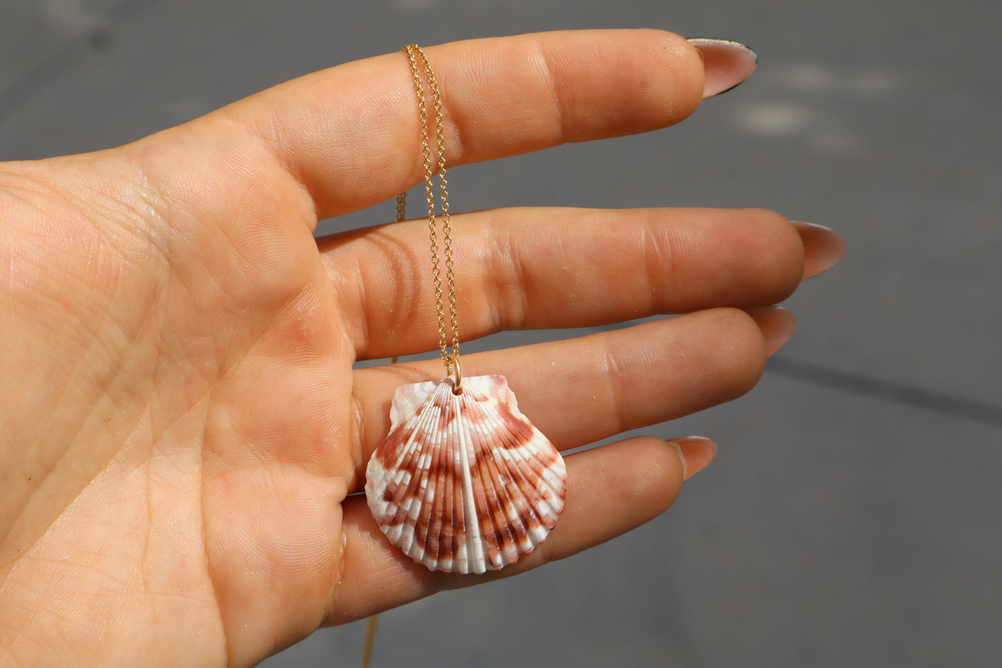 Florida scallop Calico shells in 14k Gold fill